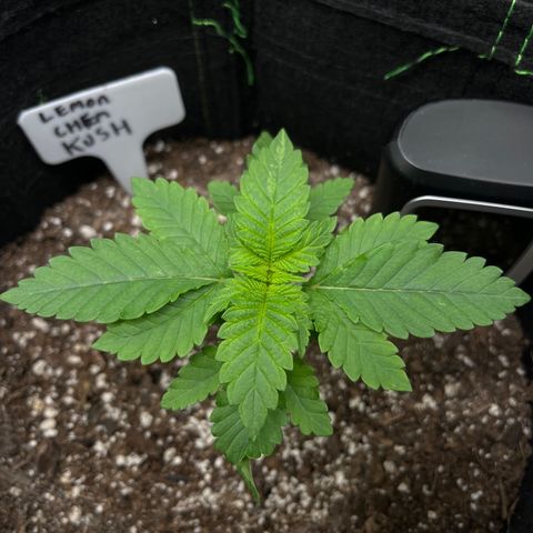 Lemon chem kush  growlog timeline photo