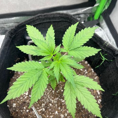 LowRyder Indi growlog timeline photo