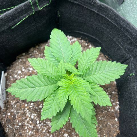 Lemon chem kush  growlog timeline photo