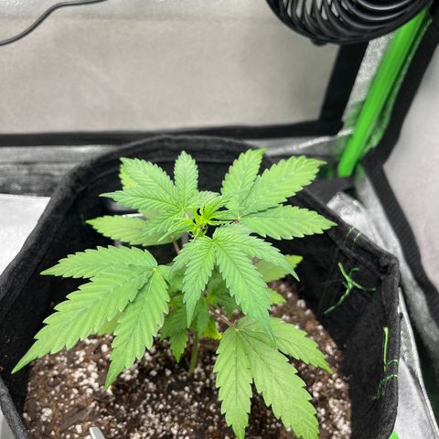 LowRyder Indi growlog timeline photo
