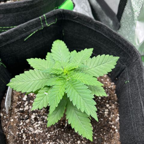 Lemon chem kush  growlog timeline photo
