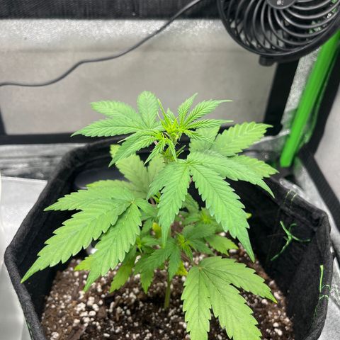 LowRyder Indi growlog timeline photo