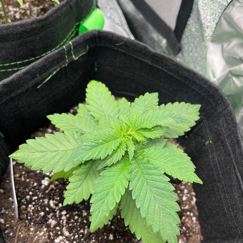 Lemon chem kush  growlog timeline photo