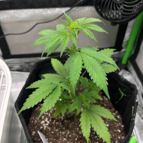 LowRyder Indi growlog timeline photo