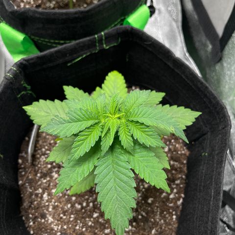 Lemon chem kush  growlog timeline photo