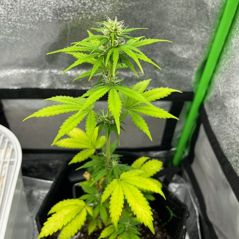 LowRyder Indi growlog timeline photo