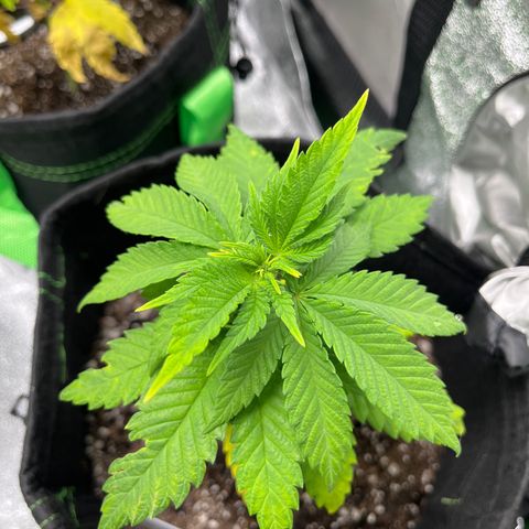 Lemon chem kush  growlog timeline photo