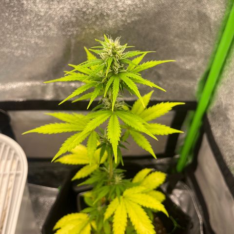 LowRyder Indi growlog timeline photo