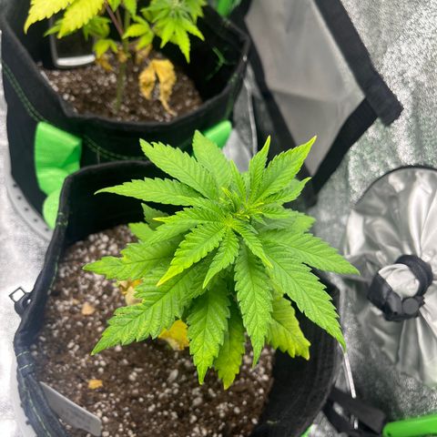 Lemon chem kush  growlog timeline photo