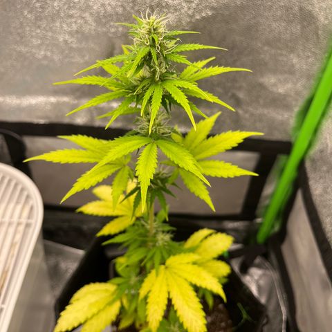 LowRyder Indi growlog timeline photo