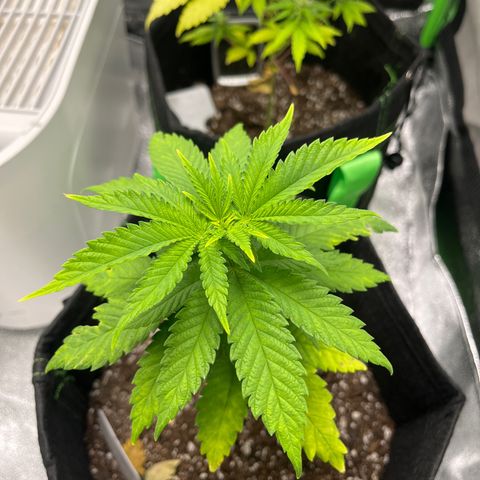 Lemon chem kush  growlog timeline photo