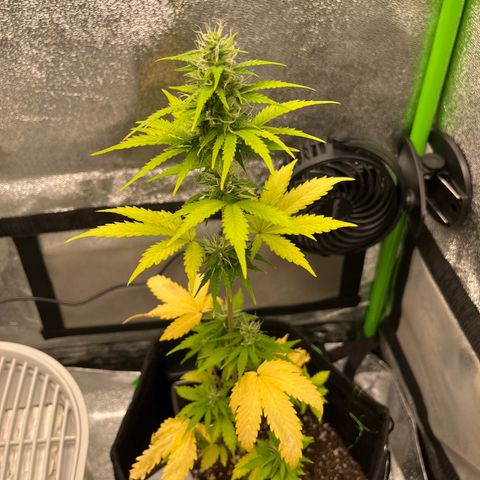 LowRyder Indi growlog timeline photo