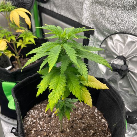 Lemon chem kush  growlog timeline photo