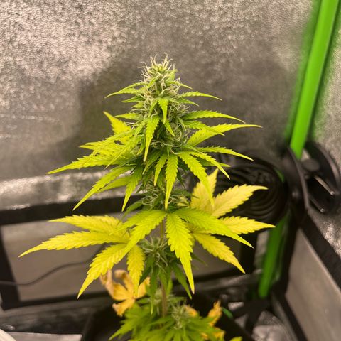 LowRyder Indi growlog timeline photo