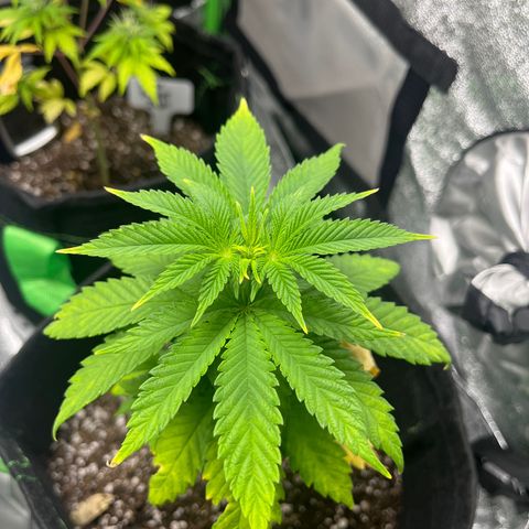 Lemon chem kush  growlog timeline photo