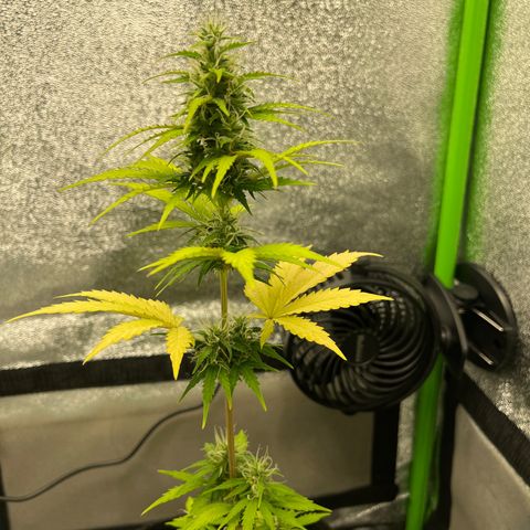 LowRyder Indi growlog timeline photo