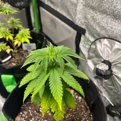 Lemon chem kush  growlog timeline photo