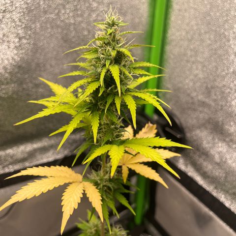 LowRyder Indi growlog timeline photo