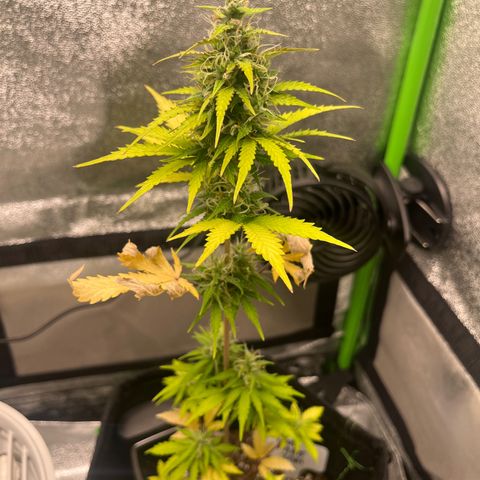 LowRyder Indi growlog timeline photo
