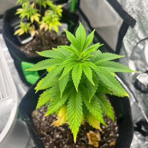 Lemon chem kush  growlog timeline photo