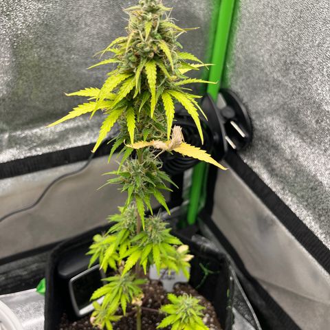 LowRyder Indi growlog timeline photo
