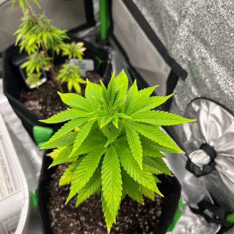 Lemon chem kush  growlog timeline photo