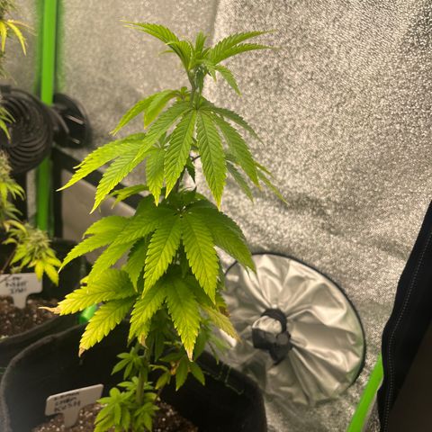 Lemon chem kush  growlog timeline photo