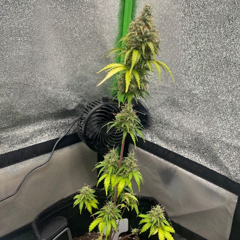 LowRyder Indi growlog timeline photo