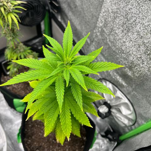 Lemon chem kush  growlog timeline photo