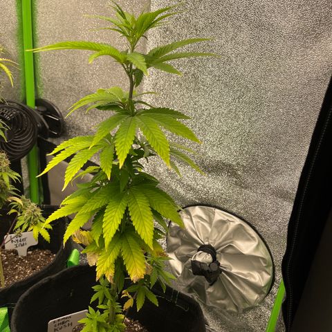 Lemon chem kush  growlog timeline photo