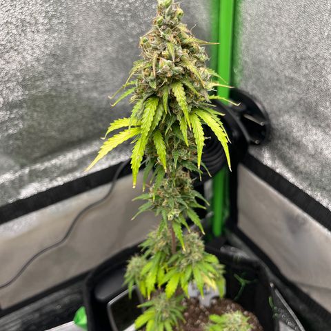 LowRyder Indi growlog timeline photo