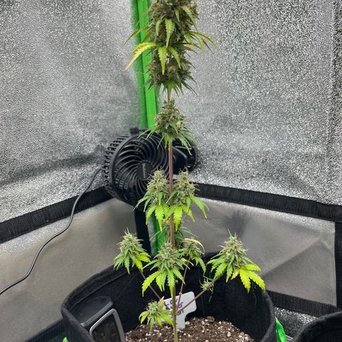 LowRyder Indi growlog timeline photo