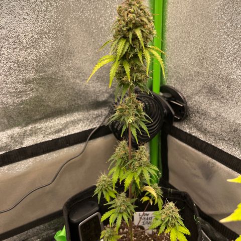 LowRyder Indi growlog timeline photo