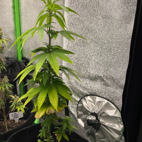 Lemon chem kush  growlog timeline photo