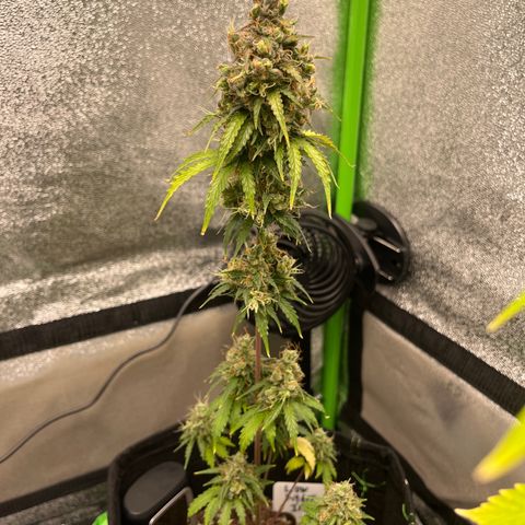 LowRyder Indi growlog timeline photo