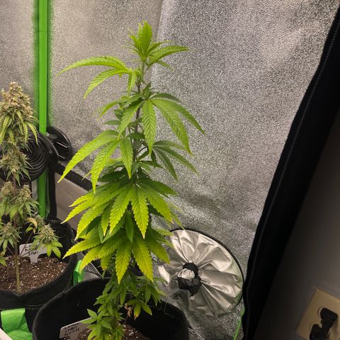 Lemon chem kush  growlog timeline photo