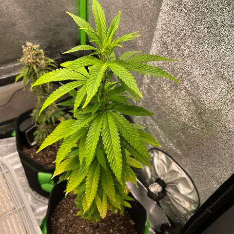 Lemon chem kush  growlog timeline photo