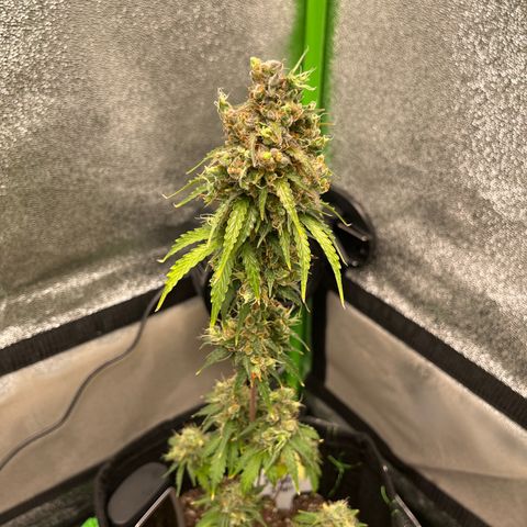LowRyder Indi growlog timeline photo