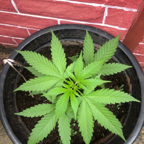 Unknown strain growlog photo: First time nutrients(w-1,C-0.5,Sw-0.5)
(Veg stage (1.2.1) - 1 liter