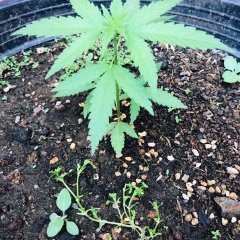 Unknown strain growlog photo: Watering