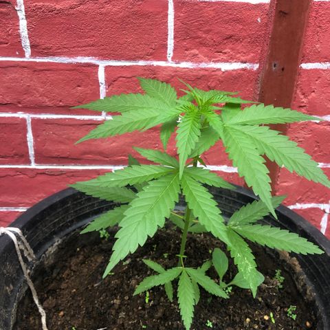 Unknown strain growlog photo: Side….
