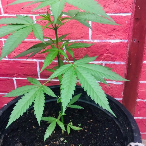 Unknown strain growlog timeline photo