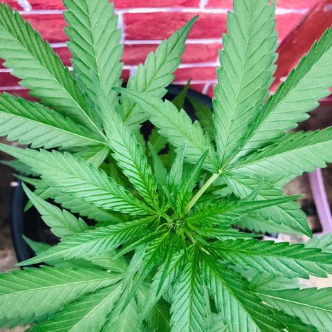Unknown strain growlog photo: စဖူးပြီ ထင်တာပဲ အပေါ်မှာ အဖြူးလေးတွေနည်းနည်းထွက်တယ်လို့ထင်တာပဲ သေချာမကြည့်ရသေးဘူး