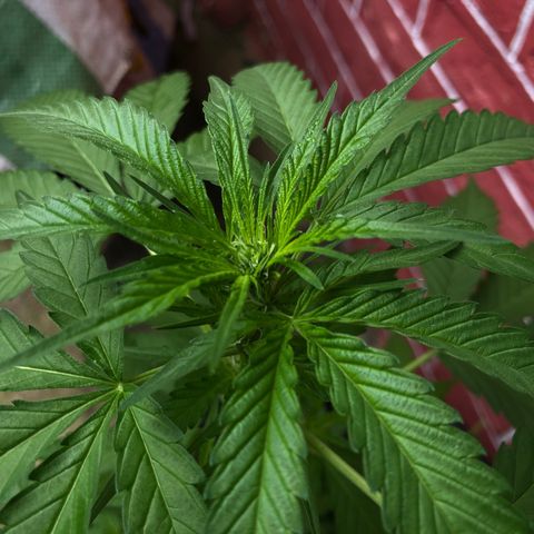 Unknown strain growlog timeline photo