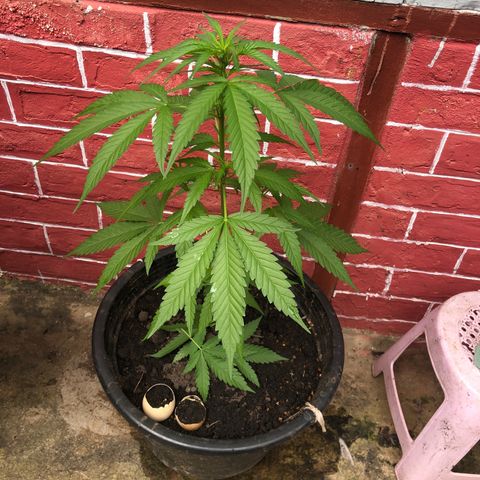 Unknown strain growlog timeline photo