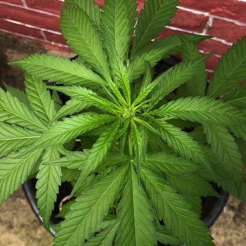 Unknown strain growlog timeline photo