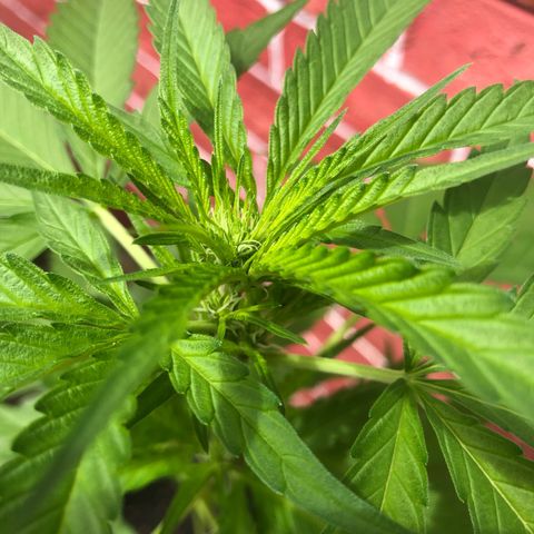 Unknown strain growlog timeline photo