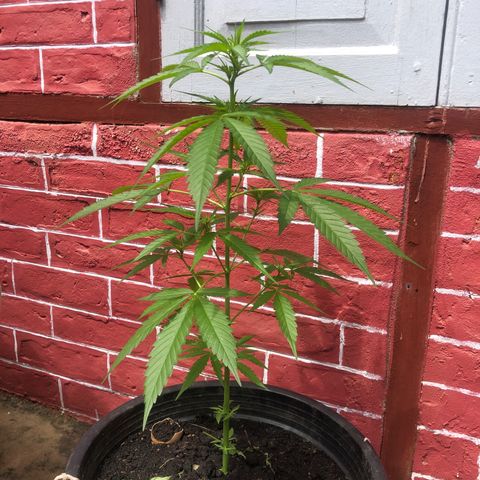 Unknown strain growlog timeline photo