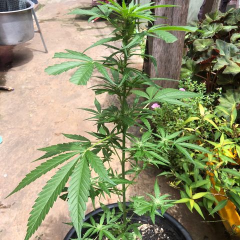 Unknown strain growlog timeline photo