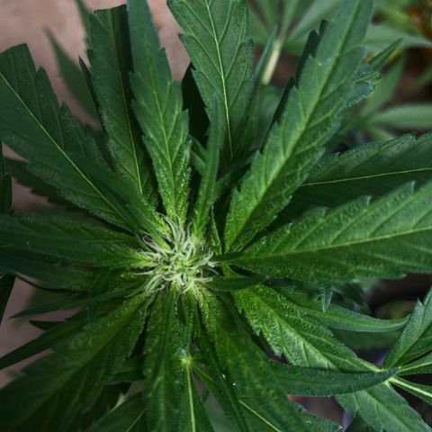 Unknown strain growlog timeline photo